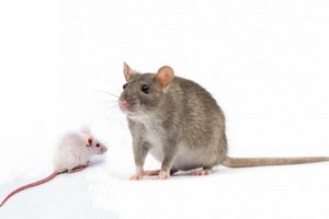 （示意圖源：田升）