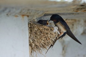 （示意圖源：互聯網）