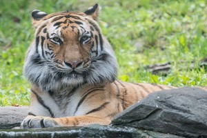 美國紐約市布朗克斯動物園裡的馬來亞虎。（圖源：NBC）