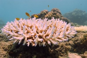 大堡礁近來出現有記錄以來最廣泛的珊瑚白化現象。（圖源：互聯網）