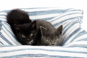 （示意圖源：互聯網）