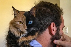 金黑雙面臉的貓咪既罕見又可愛。（圖源：互聯網）