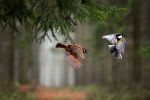 （示意圖源：互聯網）