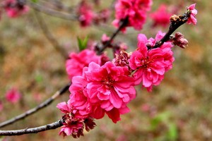 （示意圖源：互聯網）