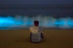 璀璨藍光波浪奇景。（圖源：互聯網）