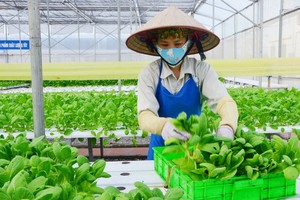 以新技術種植無公害蔬菜。