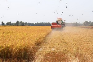 同塔省塔梅縣冬春造稻穀豐收。（圖源：越通社）