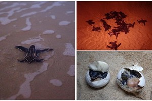 泰國海龜在海灘築巢數量創新高。（圖源：互聯網）