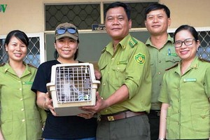 平定省林檢分局向越南野生動物保護中心代表移交一隻珍稀灰足猴。（圖源：VOV）