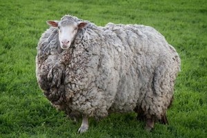 皮刺走失多年變成巨型毛球。（圖源：互聯網）