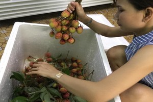 本市許多傳統街市的商販已擺賣荔枝。（圖源：玉映）