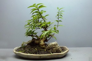 （示意圖源：互聯網）