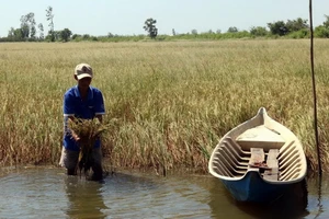 Triều cường và nước mặn cùng gia tăng ở Nam bộ