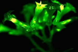 科學家研究出讓植物發光的方法。（圖源：推特）