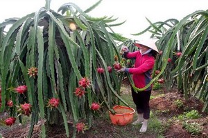 火龍果是我國主力出口農產品之一。