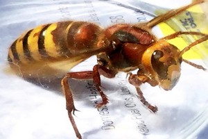 亞洲大黃蜂。（圖源：互聯網）