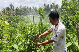 憑藉蓄水袋，檳椥省農民胡文起的果園“重生”了。