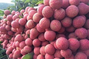 新鮮美味多汁的北江陸岸荔枝。（示意圖源：互聯網）