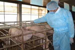 農業與農村發展部副部長馮德進實地視察同奈省的一家養豬場。（圖源：陳忠）