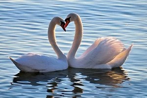 （示意圖源：互聯網）