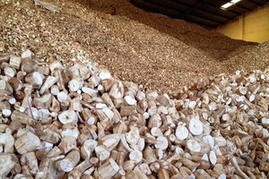 圖為木薯片儲存倉一瞥。（圖源：互聯網）