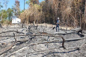 據初步統計，被燒毀的森林面積達32.3公頃。（圖源：清鐘）