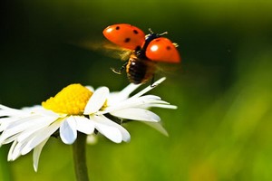 （示意圖源：互聯網）