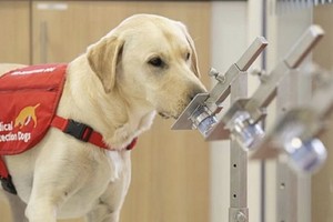 科研人員正研究利用狗隻嗅覺偵測新冠肺炎病毒。（圖源：推特）
