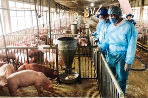 在復養過程中，各養豬場須遵守生物安全規定，預防感染非洲豬瘟。