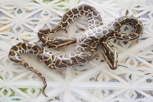 罕見的兩頭蟒蛇。（圖源：慶興）