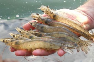 圖為白對蝦。（示意圖源：田升）