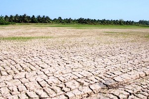 政府總理最近頒行第601號公電，要求集中應對在中部和西原區域的酷熱、乾旱和海水入侵情況。（圖源：互聯網）