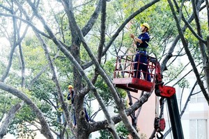 在雨季需要修剪綠樹的枝椏以確保路人安全。