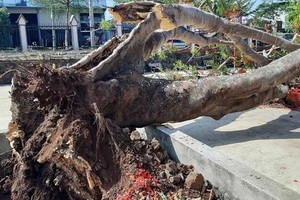 達樂省西原科技高等學校校園內的一棵鳳尾樹連根拔起。（圖源：H.T）