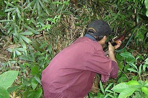 （示意圖源：互聯網）