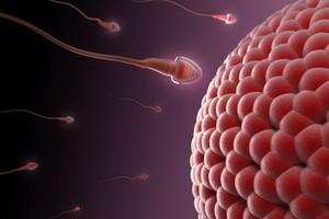 精子越「老」越健康？