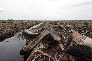 伐木令林木大量減少。（圖源：互聯網）