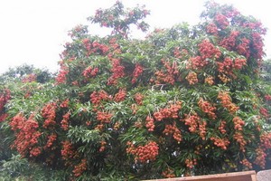 成熟豐收的荔枝樹。（示意圖源：互聯網）