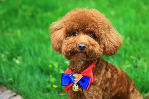 （示意圖源：互聯網）