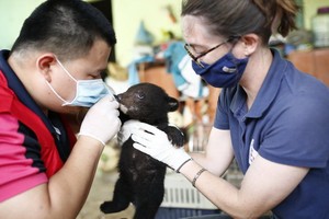 小熊正獲專家悉心照料與保護。（圖源：黃黎）
