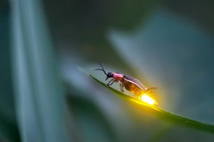 （示意圖源：互聯網）