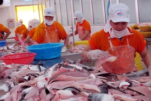 圖為查魚片加工。（圖源：秋莊）