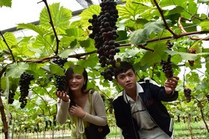 美國品種葡萄園一隅。（圖源：克瀝）