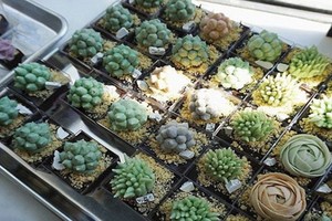 栩栩如生的“植物蛋糕”。（圖源：Instagram）