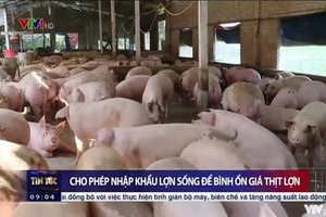 今起企業獲准進口生豬。（圖源：VTV視頻截圖）