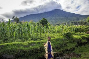 布溫蒂禁獵區國家公園景觀。