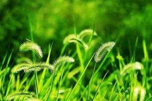 （示意圖源：互聯網）