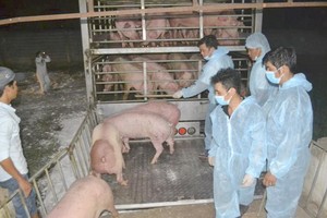 圖為同奈省垂陽公司從泰國進口的首批生豬。（圖源：楊阮）