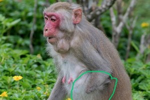 掉入陷阱受傷的猴子。（圖源：阮功興）