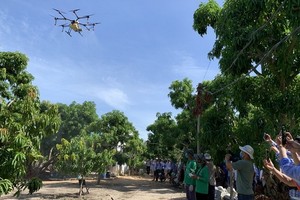 當地民眾圍觀無人機給芒果園進行葉面噴施肥作業。（圖源：奇楠）